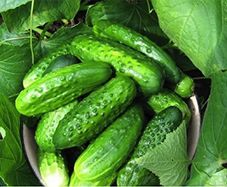 (C) Cucumber Rodnichok Natur H seeds 1g (120147)