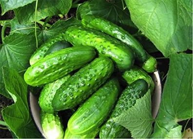 (C) Cucumber Rodnichok Natur H seeds 1g (120147)