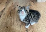 kitten