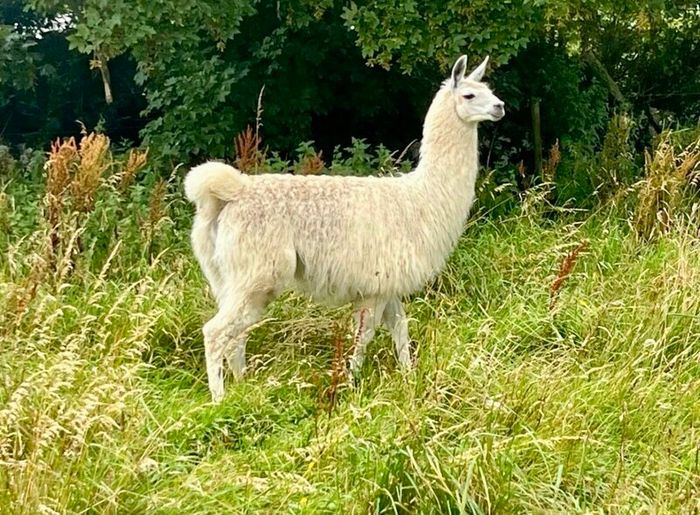 Llamas for sale
