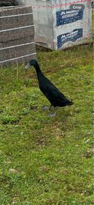 Breeding flock of Indian runner ducks