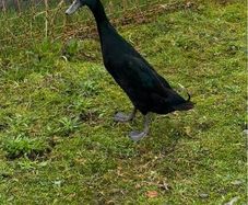 Breeding flock of Indian runner ducks