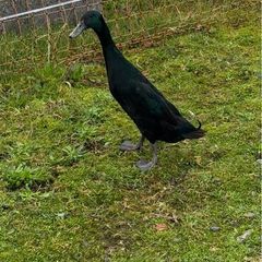 Breeding flock of Indian runner ducks