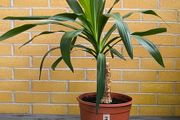 Yucca Indoor Plant