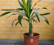 Yucca Indoor Plant