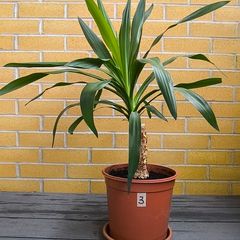 Yucca Indoor Plant