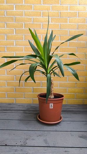 Yucca Indoor Plant