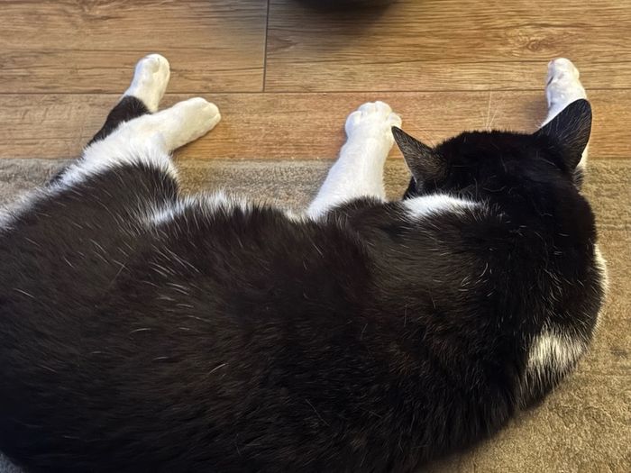 Loving and friendly cat