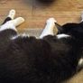 Loving and friendly cat Image 2