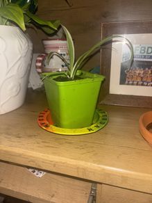 spider plants