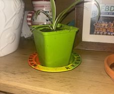spider plants