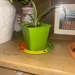 spider plants