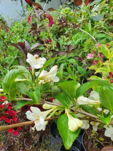 Shrubs, Garden Plants