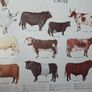 1979 Frederick Warne "Farm Animals Cattle" framed print Image 5