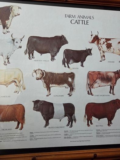 1979 Frederick Warne "Farm Animals Cattle" framed print