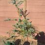 Acacia Baileyana (Cootamundra Wattle / Golden Mimosa) Image 5