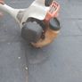 Stihl strimmers Image 3