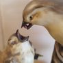Birds Figurine Image 3