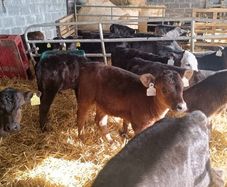 Aberdeen Angus calfs