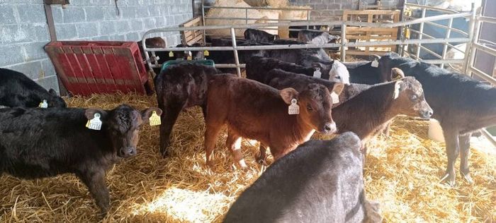 Aberdeen Angus calfs