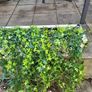 Hedera trough Image 7