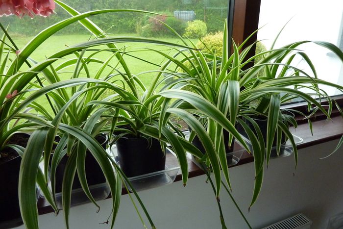 XL spider plants
