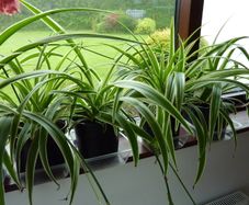 XL spider plants