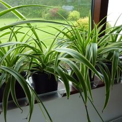 XL spider plants