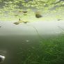 Fish tank including fish Image 10