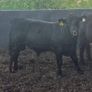 Aberdeen Angus Bulls Image 5