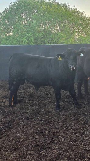 Aberdeen Angus Bulls