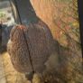 antique taxidermy pheasant Image 7