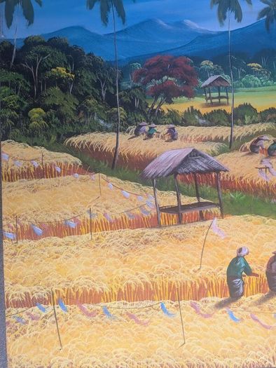 Bali Aging mountain rice harvest