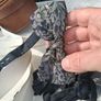 Early 20th Century Bundle of Shirt Collars,Bow Ties,Leather boxes Etc Image 8