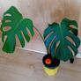 Monstera Deliciosa - Young plant Image 2
