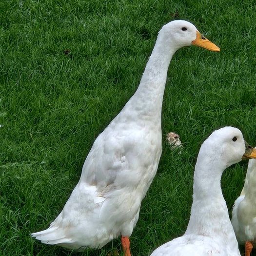 Ducklings / Ducks for sale