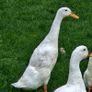 Ducklings / Ducks for sale Image 5