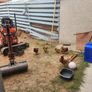 hens Image 3