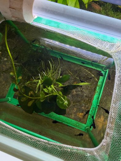 Fish Tank And stand with fish and plants