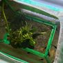 Freshwater Fish Image 10