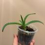 aloe vera plant Image 3