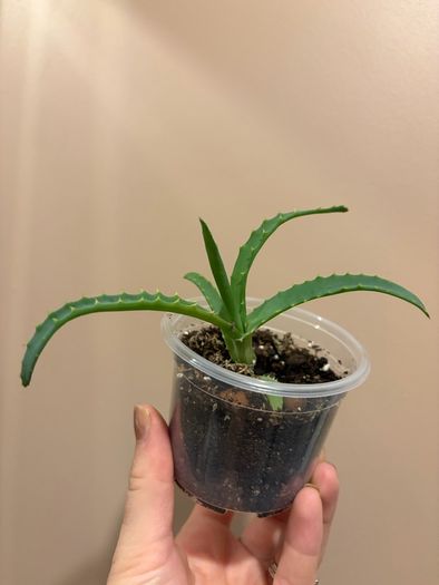 aloe vera plant