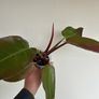 Philodendron Prince of Orange Image 3