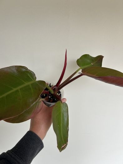 Philodendron Prince of Orange
