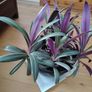 Tricolor Plant Image 3