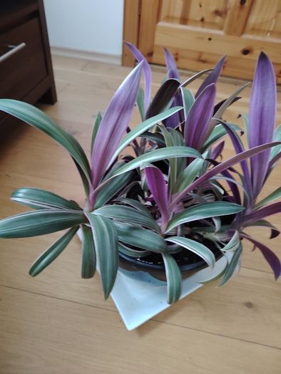Tricolor Plant