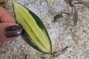 Hoya Macrophylla Pot of Gold (inner variegated) rooted