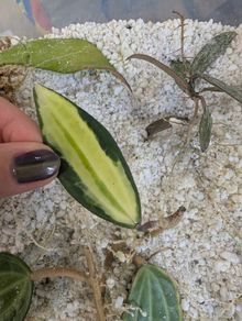 Hoya Macrophylla Pot of Gold (inner variegated) rooted