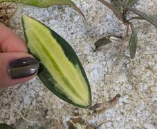 Hoya Macrophylla Pot of Gold (inner variegated) rooted