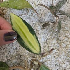 Hoya Macrophylla Pot of Gold (inner variegated) rooted
